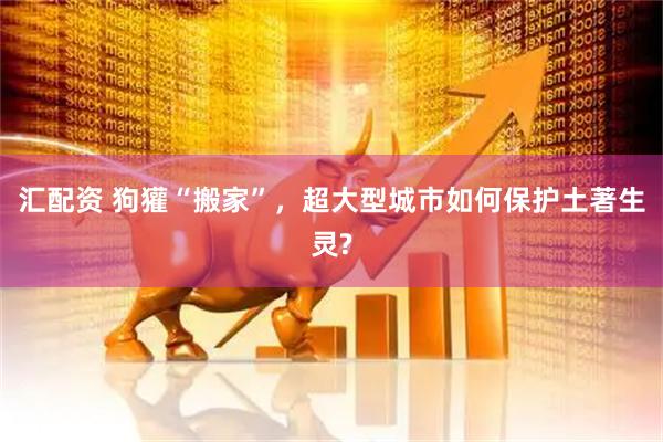 汇配资 狗獾“搬家”，超大型城市如何保护土著生灵?